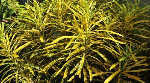 Codiaeum variegatum Stock Photos