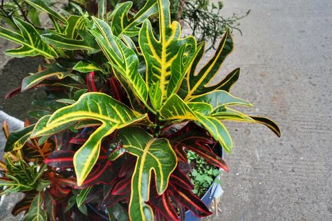 Codiaeum variegatum Stock Photos