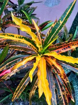 Codiaeum variegatum Stock Photos