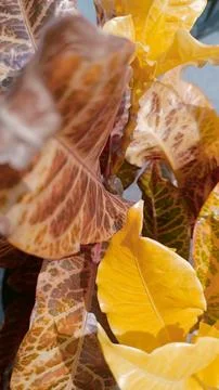 Codiaeum variegatum Foto stock