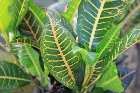 Codiaeum variegatum Stock Photos