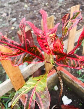 Codiaeum variegatum, Puring,  is a popular shrub-shaped yard ornamental Stock Photos