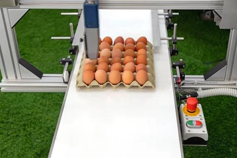 Coding Date Eggs Conveyor Stock Photos