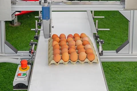 Coding Date Eggs Print Stock Photos