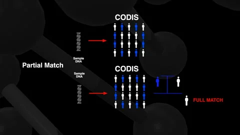 CODIS DNA forensic science database software animation on dark screen Stock Footage 311972254