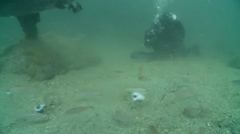 Codling feeding on mackerel Stock Footage 12502388