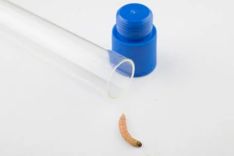 Codling moth Stock Photos