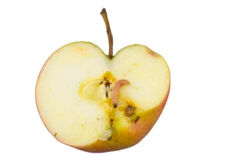 Codling moth Stock Photos