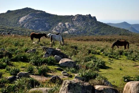 Codoleddu plateau Stock Photos