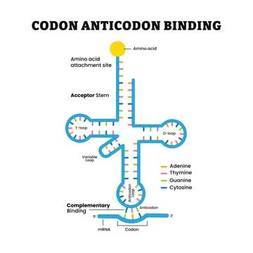 Codon anticodon structure diagram, wobble hypothesis, mRNA and t RNA bindin.. Stock Illustration