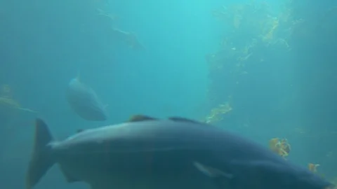 Cods swimming under water Stock Footage