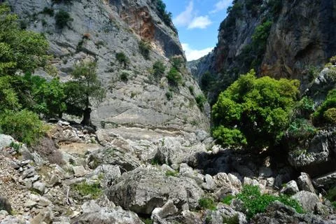 Codula Orbisi Stock Photos