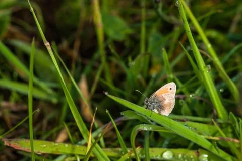 Coenonympha pamphilus butterfly on a leaf Stock Photos