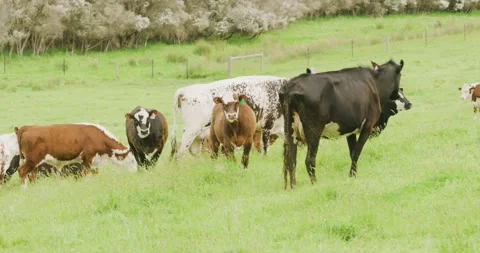 Coes Running On Farm 8K 스톡 동영상 330519901