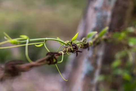 Coexistence Stock Photos