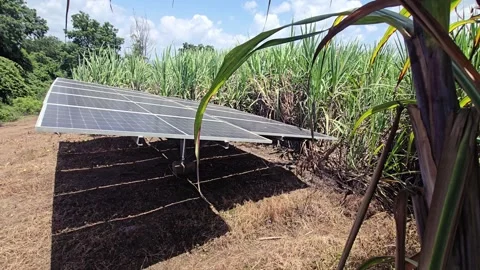 Coexistence of Renewable Infrastructure and Food Crops demonstrating a hybrid la 動画素材 345089405