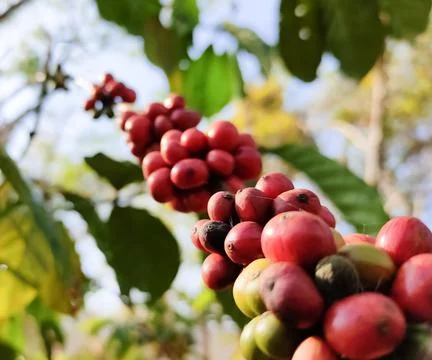 Cofee seed on its stem Stock Photos