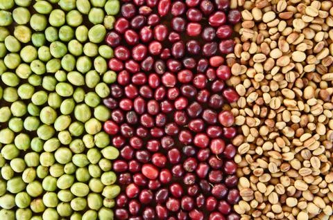 Coffe beans and fresh berries beans backgourng Stock Photos