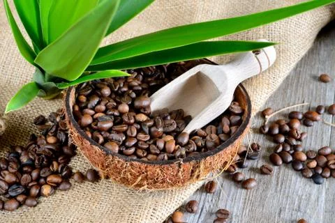 Coffe beans in coconut Stock Photos