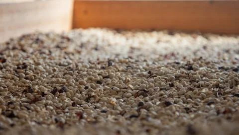 Coffe Beans Drying Stock Photos
