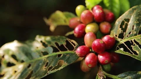 Coffe beans on the leaf Stock Footage 281713701