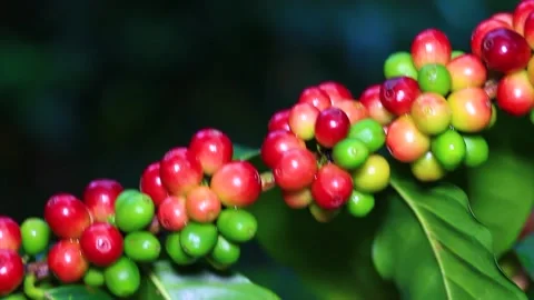 Coffe beans on a tree Stock Footage 141856942