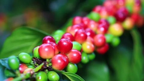 Coffe beans on a tree Video stock 141856944