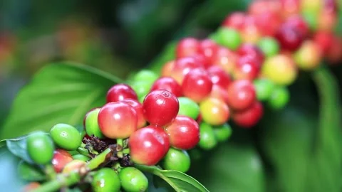 Coffe beans on a tree Stock Footage 150950096