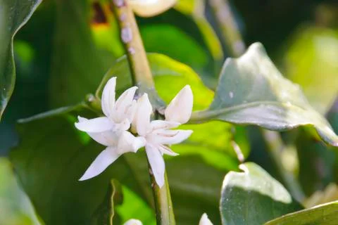 Coffe flower Stock Photos