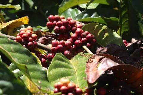 Coffe fruit (1) Stock Photos