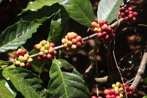 Coffe fruit (2) Stock Photos