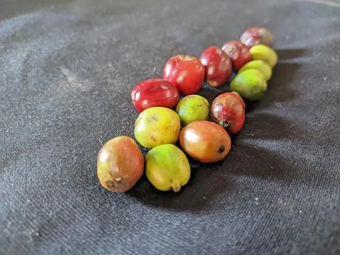 Coffe robusta Foto stock