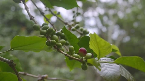 Coffea arabica branch loaded with developing green coffee cherries and one .. Stock Footage 346739692