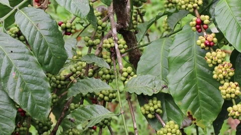 Coffea canephora also called as robusta coffee with branch full of green coffee Video stock 149858929