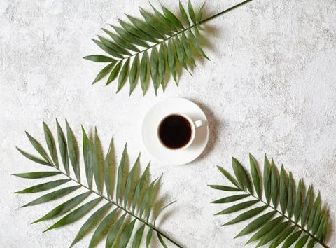 Coffee and palm branches. Cup of black espresso on a white creative concrete Stock Photos