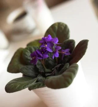 Coffee and violets Stock Photos