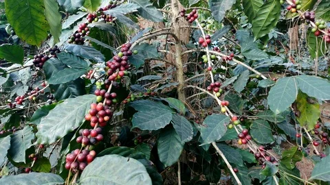 Coffee Arabica beans seed on tree Stock Footage 111819210