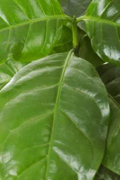 Coffee "Arabica" leaf Stock Photos