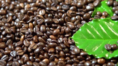 Coffee background. coffee beans and coffee tree branch. coffee beans fall. Video stock 55801601