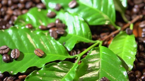 Coffee background. coffee beans and coffee tree branch. Video stock 55802712