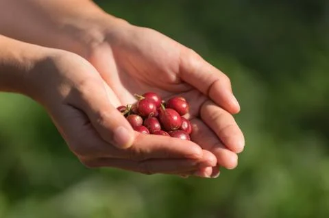 Coffee background. Foto stock