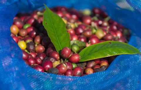 Coffee background. Stock Photos