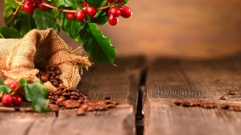 Coffee background, real coffee plant on wooden table Stock-Footage 76003733