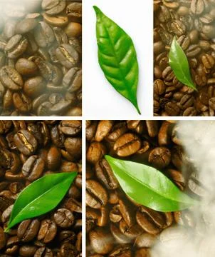 Coffee bean and leaf collage Stock Photos