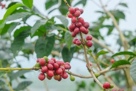 Coffee Bean and tree Stock Photos