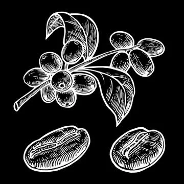 Coffee bean, branch with leaf and berry. Hand drawn vector vintage engraving  Stock Illustration