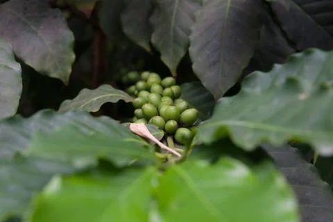 Coffee Bean Bush Stock Photos