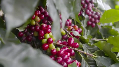 Coffee bean cherrys on a plantation Stock Footage 263901677