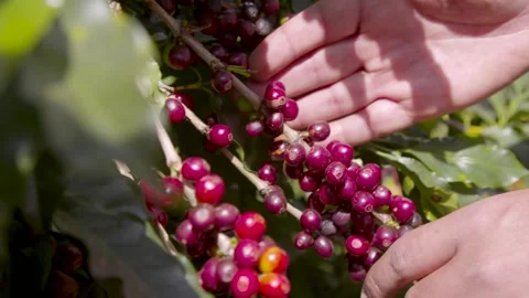 Coffee bean cherrys on a plantation Stock Footage 263901682