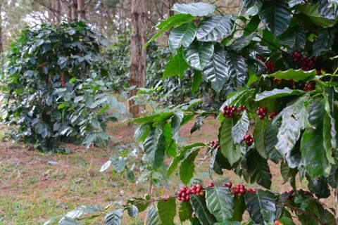Coffee bean, coffee cherries or coffee berries on Arabica coffee tree Stock Photos